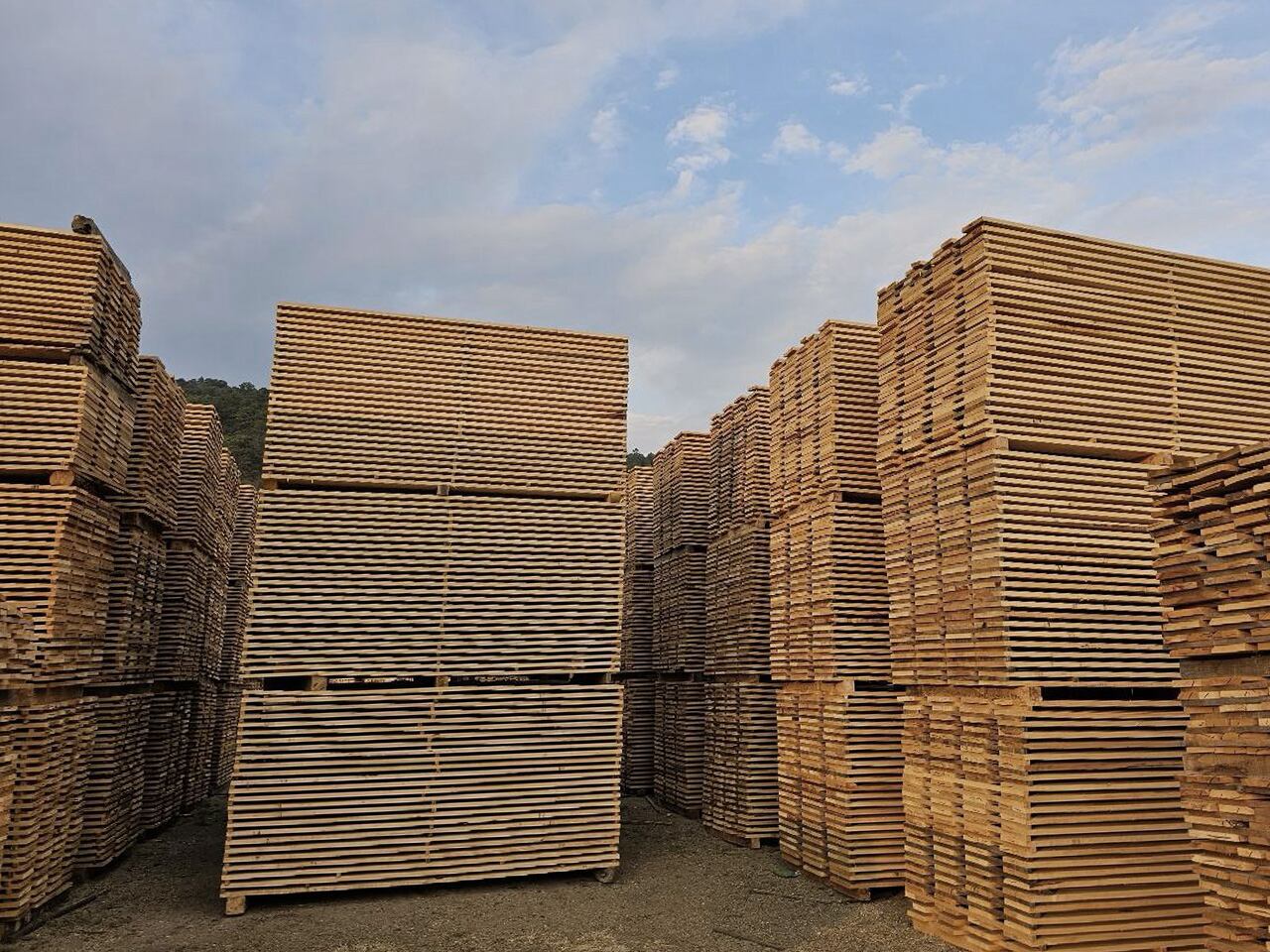El 33% de las ganancias de la venta de madera tienen que ser reinvertidas en el bosque de la comunidad y en su conservación.