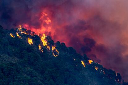 Llamas del incendio forestal de Pujerra (Málaga), este jueves.