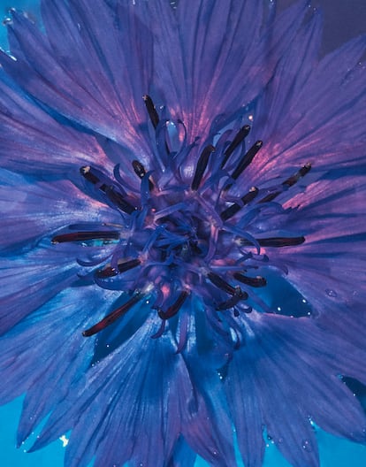 Centaurea azul (‘Centaurea cyanus’).
