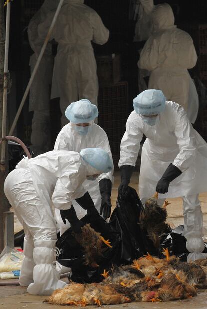 En Hong Kong se sacrificaron miles de pollos el mes pasado al identificarse uno con el virus H5N1.