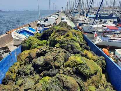 Retira de algas del Mar Menor.