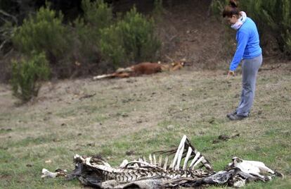 Una mujer señala los restos de los animales hallados junto a otros en estado de abandono en Gordexola. 