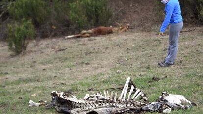 Una mujer señala los restos de los animales hallados junto a otros en estado de abandono en Gordexola. 