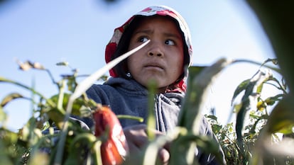 Marisa, de unos seis o siete años, no sabe cuál es su edad. Su madre, Josefina, asegura que trae a la pequeña al campo por los riesgos que correría si la deja sola en el rancho del patrón, donde viven. Marisa recoge jalapeños como cualquier adulto.