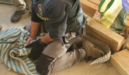 Un agente del Seprona con un caimán en una operación contra el tráfico de reptiles. 
