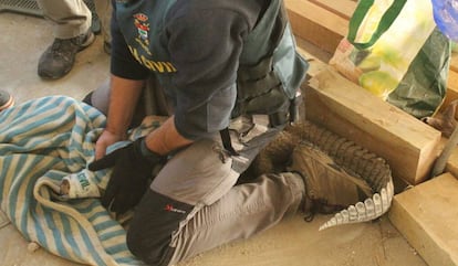 Un agente del Seprona con un caimán en una operación contra el tráfico de reptiles.