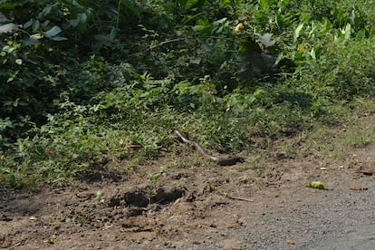 Toda una comunidad de la aldea de Keronda (Uttar Pradesh), recorre cada día este camino para acceder al único espacio aislado que tienen para defecar. Por muy tranquilo que parezca, el lugar está infestado de cobras cuya picadura es mortal. "Perdí a mi marido por la mordedura de una cobra hace cuatro años mientras se dirigía al baño por la noche", dice Ladkuwar.