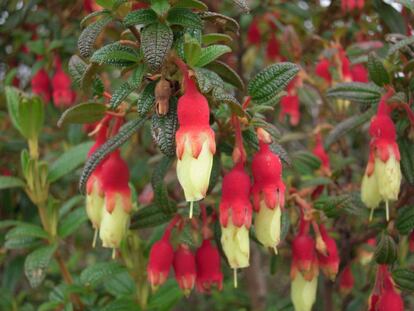 Essa planta da espécie 'Brachyotum ledifolium' é encontrada na Colômbia e Equador e pertence à família 'Melastomataceae', que compreende 200 gêneros e 4.500 espécies que se distribuem pelas regiões tropicais, principalmente na América.