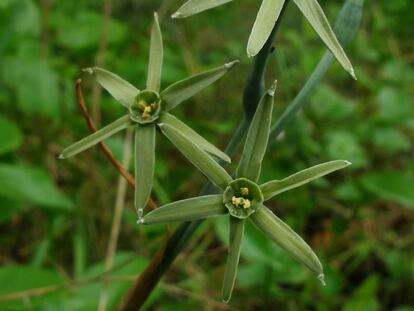 Especie muy rara que se encuentra en el Sur de Cádiz y al otro lado del estrecho, en Marruecos. El Narcissus viridiflorus tiene unas flores verdes poco usuales que hacen muy difícil su localización. Es una bulbosa de floración otoñal, con las lluvias estacionales.