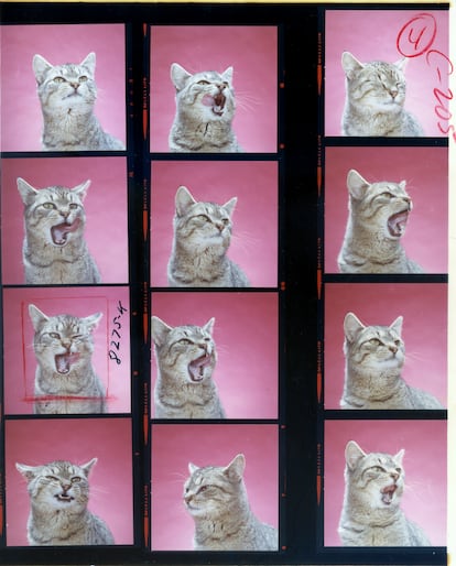 Hoja de contactos del proyecto 'Personal work' (1966).