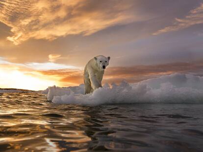 Las imágenes de un oso polar famélico en el ártico canadiense dieron la vuelta al mundo y recordaron la urgencia de detener el derretimiento de los polos a causa del calentamiento global.