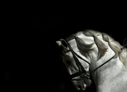 Un caballo de pura raza española durante el Salón Internacional del Caballo de Pura Raza Española, en Sevilla.