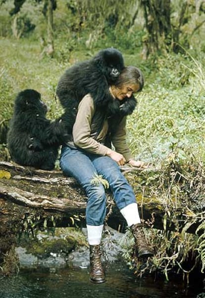 Dian Fossey, cuyas investigaciones sobre gorilas financió National Geographic.