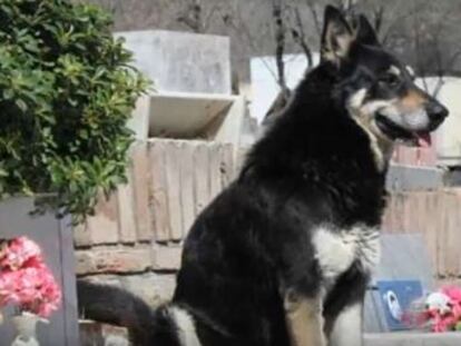 El can, que tardó un año encontrar el sepulcro de su amo, tenía 16 años y una insuficiencia renal crónica