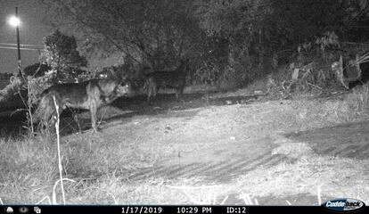 Fotografía nocturna de dos perros abandonados en la REPSA.