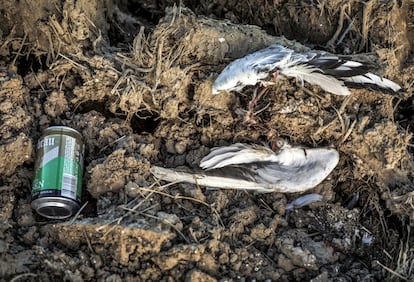 Al secarse los arrozales que se han mantenido en invierno inundados , aparecen las huellas de la presencia humana y su uso del espacio.