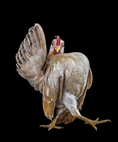 El fotógrafo Ernest Goh retrata a pollos ornamentales cuyos dueños se dedican a cuidaros para participar en concursos de belleza. Malasia es el centro de este fenómeno. Fotografía finalista en la categoría de 'Naturaleza y vida salvaje' (©Ernest Goh, Singapur, 2013 Sony World Photography Awards)