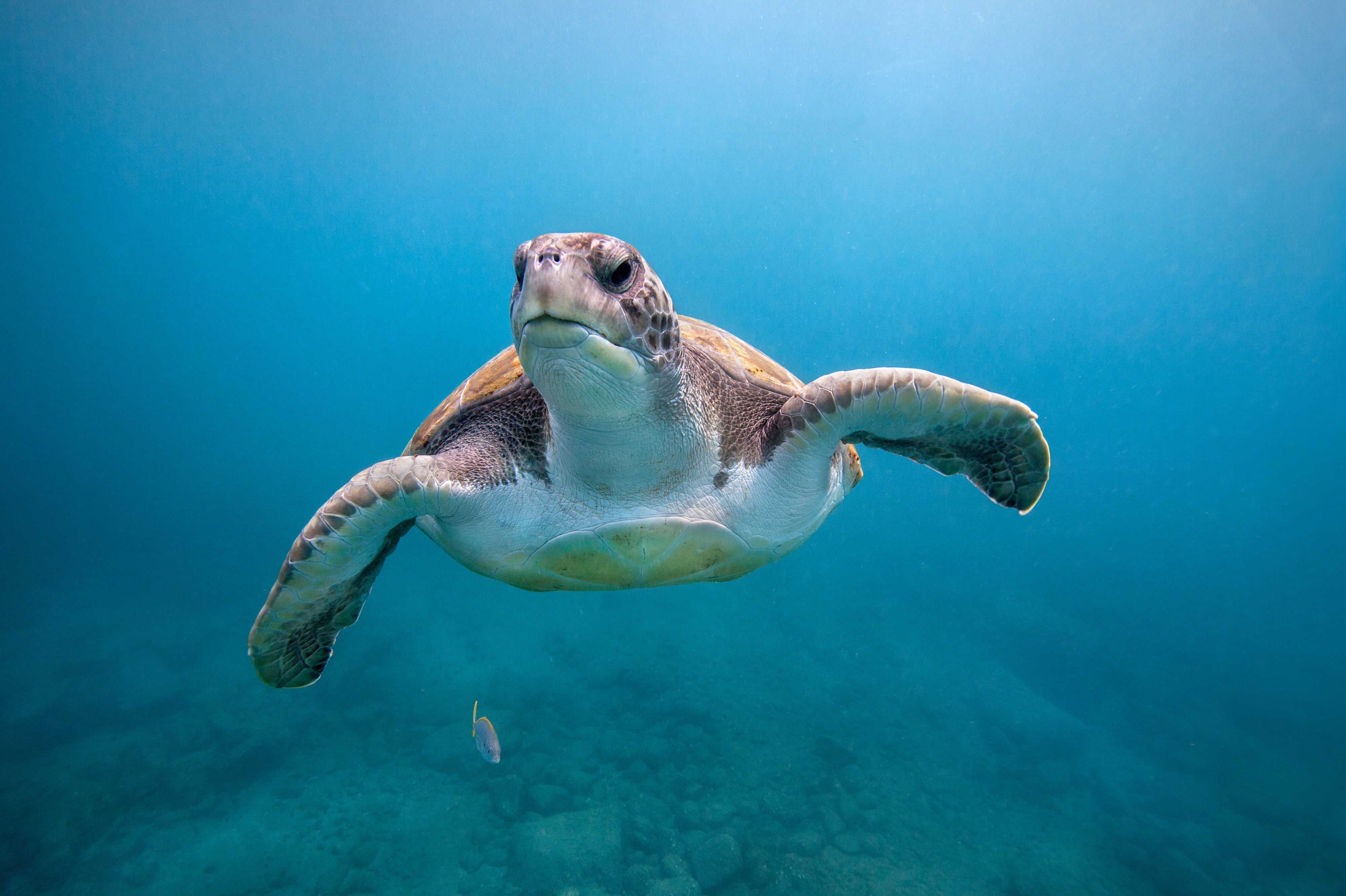 Una tortuga verde nadando cerca de la playa El Puertito, en Tenerife (Islas Canarias).