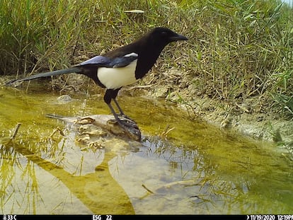 Un ave carroñera con una carpa en El Hondo en una imagen captada por una cámara de fototrampeo.