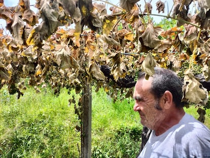 Roberto Rivas, cooperativista de las Bodegas Moraima, ante una de las cepas más antiguas cortadas por el pie.