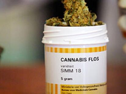 Un farmacéutico manipula la marihuana medicinal para la venta en Rotterdam.