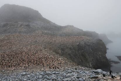 Multitud de pingüinos en Low Island, en la Antártida.