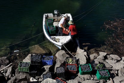 José Ramón y Manuel cargan las cajas de uva dentro de un barco en la zona de Amandi en la Ribeira Sacra cerca de Monforte de Lemos, España. El presidente del consejo regulador, José Manuel Rodríguez aseguró el afirmó que el estado del fruto "es bueno", aunque no sea "óptimo", porque las primeras lluvias de final del verano provocaron que "algunas uvas se deteriorasen".