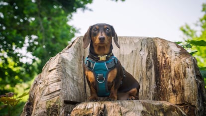 Se han diseñado con tela acolchada y líneas reflectantes que permiten visibilizar al perro en la oscuridad.GETTY IMAGES.