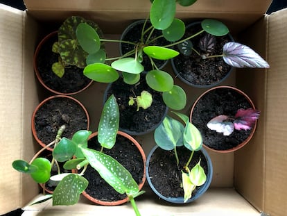 Las plantas que se regalan pueden ser esquejes enraizados por uno mismo.