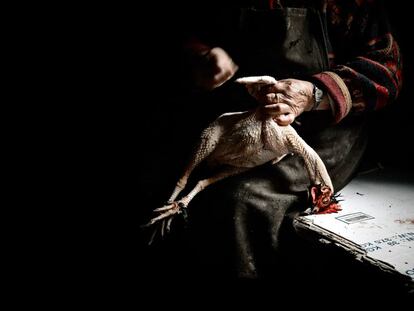 Una vecina de Paradela (Miranda do Douro) despluma una gallina en su corral para preparar las alheiras, un embutido típico hecho con carne de cerdo y de gallina.