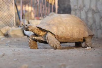 Tortuga del zoo Sanaa, en Yemen.