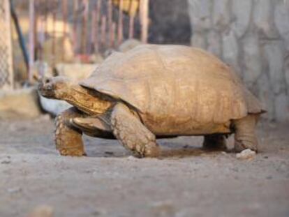 Tortuga del zoo Sanaa, en Yemen.