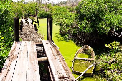 La zona de manglares de Laguna Negra, en Puerto Marqués, Acapulco.
