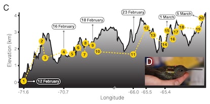 El colibrí gigante ascendió en una serie de subidas cortas seguidas de pausas para adaptarse a las condiciones a mayor altitud.