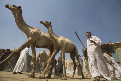 Camel venders display a camel during an auction at the camel market in Birqash, Giza, 25 km,16 miles north of Cairo, Egypt, Friday, Aug.19, 2016. Traders come from different countries including Sudan, Somalia and Ethiopia to sell camels ahead of Eid al-Adha, or Feast of the Sacrifice, to commemorate the willingness of the prophet Ibrahim - or Abraham as he is known in the Bible - to sacrifice his son in accordance with God's will, though in the end God provides him a sheep to sacrifice instead, where able Muslims offer either a goat, sheep, cow, buffalo, or camel during the feast rituals. (AP Photo/Amr Nabil)