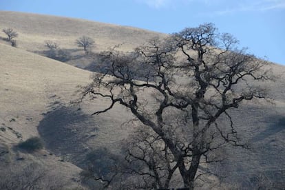 Un árbol muerto en el Valle de San Joaquín, en California