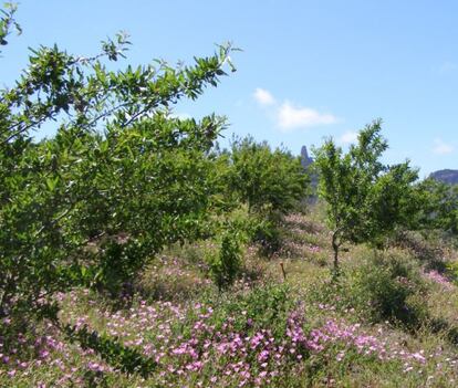 Nuevas plantaciones de almendros en Gran Canaria.