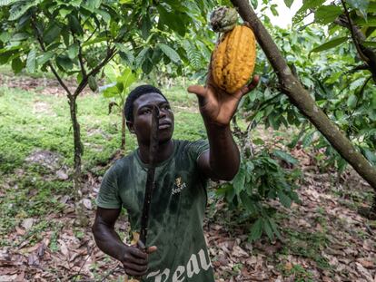 Un trabajador corta mazorcas de cacao de un árbol en una granja en Azaguie, Costa de Marfil.