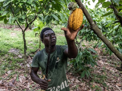 Un trabajador corta mazorcas de cacao de un árbol en una granja en Azaguie, Costa de Marfil.