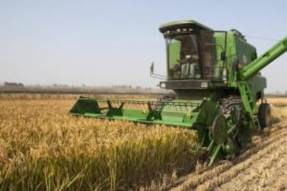 Según datos del Ministerio de Agricultura, debido a una severa sequía, la cosecha de la campaña 2011-2012 fue de 90,4 millones de toneladas, tras el récord de 104,3 millones de toneladas registrada en el ciclo 2010-2011. EFE/Archivo