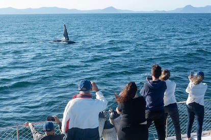Turistas observan la llegada de ballenas jorobas en Río de Janeiro.