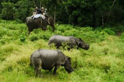 Ruta en elefante por el parque nacional de Chitwan (Nepal).