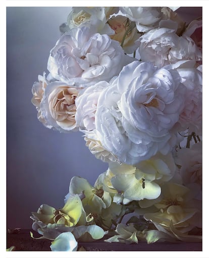 Fotografía de la serie 'Roses from my garden'