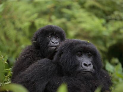 Gorilas de montaña, que viven en África, entre los volcanes del Virunga y el parque nacional de Bwindi.
