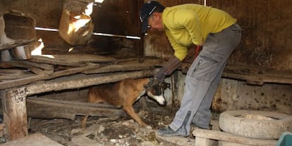 Uno de los 34 perros vivos rescatados ayer en Montcada i Reixac.