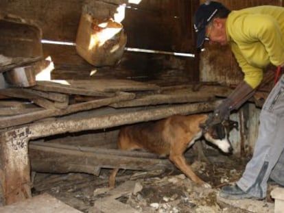 Uno de los 34 perros vivos rescatados ayer en Montcada i Reixac.