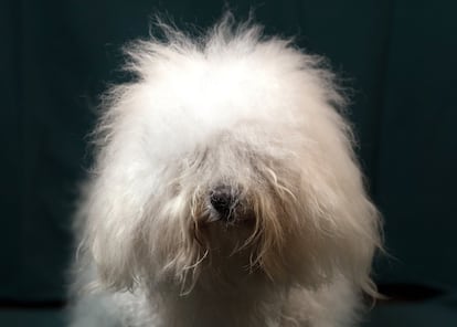 Bentley, un perro bolonés de tres años de edad.