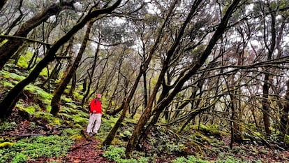 Parque nacional Garajonay, en la isla de La Gomera.