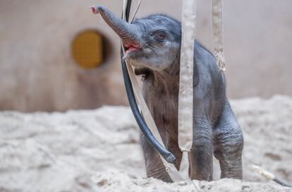Un elefante asiático recién nacido en el zoológico de Planckendael en Mechelen (Bélgica), el 11 de abril de 2018.