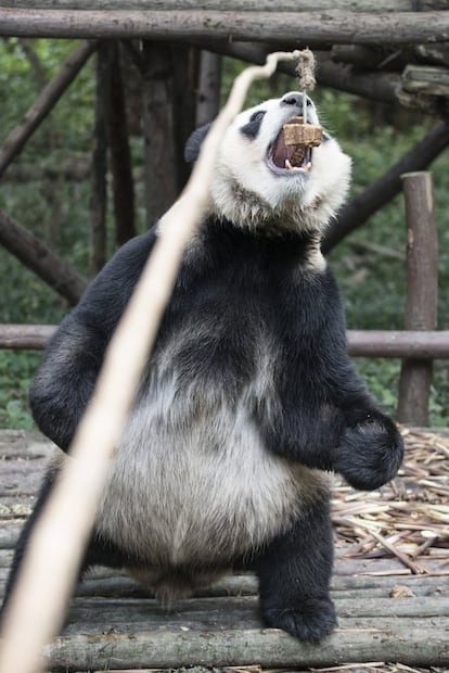 Los especialistas del Centro de Investigación y Reproducción de Chengdu premian a un oso panda con uno de sus 'pasteles' favoritos. Logran con ello que ejercite la pelvis, algo importante para que luego logre aparearse.